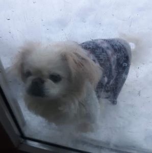 Meet your Posher, Jim kim